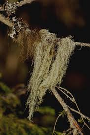 Attēlu rezultāti vaicājumam “Bryoria capillaris”