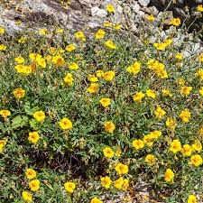 Attēlu rezultāti vaicājumam “Helianthemum nummularium”