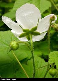 Attēlu rezultāti vaicājumam “Rubus parviflorus”