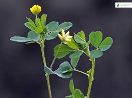 Attēlu rezultāti vaicājumam “Trifolium dubium bud”