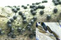 Attēlu rezultāti vaicājumam “Rosellinia desmazieri”