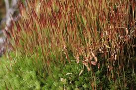 Attēlu rezultāti vaicājumam “Pleurocarpous mosses sporophyte”