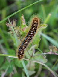 Attēlu rezultāti vaicājumam “Malacosoma castrensis”