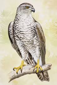Attēlu rezultāti vaicājumam “Accipiter gentilis”