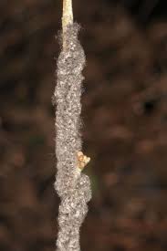 Attēlu rezultāti vaicājumam “Eriogaster lanestris larva”