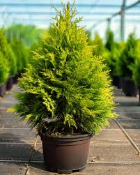 Attēlu rezultāti vaicājumam “Thuja occidentalis”