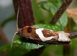 Attēlu rezultāti vaicājumam “Epiblema foenella”