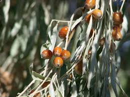 Attēlu rezultāti vaicājumam “Poa angustifolia fruit”