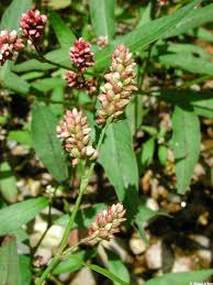 Attēlu rezultāti vaicājumam “Persicaria maculosa leaf”