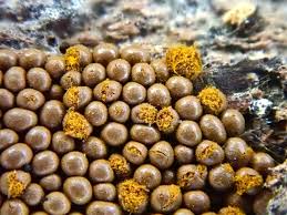 Attēlu rezultāti vaicājumam “Oligonema persimile spores”