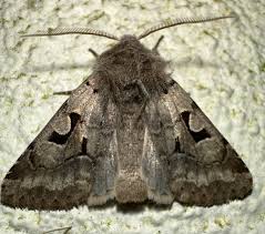 Attēlu rezultāti vaicājumam “Orthosia gothica”