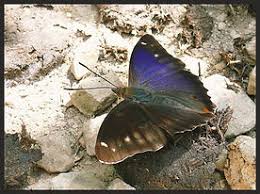 Attēlu rezultāti vaicājumam “Apatura iris female”