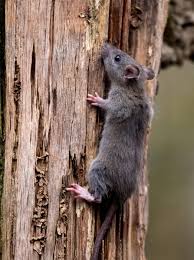 Attēlu rezultāti vaicājumam “Rattus norvegicus”