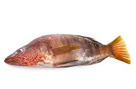 Image result for Labrus bergylta