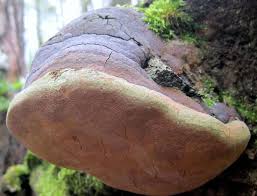 Attēlu rezultāti vaicājumam “Phellinus robustus”