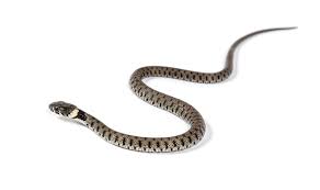 Attēlu rezultāti vaicājumam “Natrix natrix”