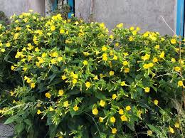Image result for Mirabilis jalapa