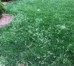 Attēlu rezultāti vaicājumam “Poa annua”