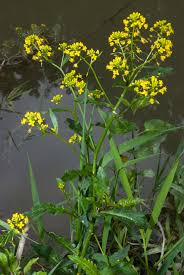 Attēlu rezultāti vaicājumam “Rorippa amphibia leaf”