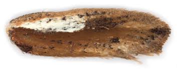 Attēlu rezultāti vaicājumam “Ypsolopha parenthesella”