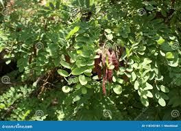 Attēlu rezultāti vaicājumam “Robinia pseudoacacia fruit”