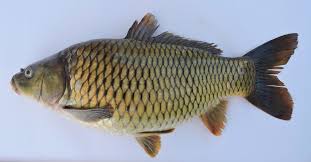 Image result for Cyprinus carpio