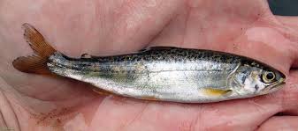 Image result for Mylopharodon conocephalus