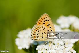 Attēlu rezultāti vaicājumam “Lycaena tityrus”
