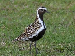 Attēlu rezultāti vaicājumam “Pluvialis apricaria”