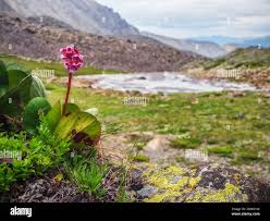 Attēlu rezultāti vaicājumam “Bergenia crassifolia flower”