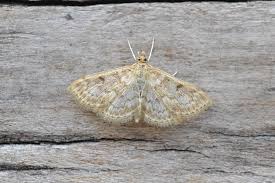 Attēlu rezultāti vaicājumam “Pandemis cinnamomeana female”