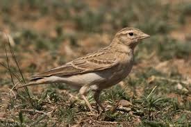 Image result for Calandrella brachydactyla