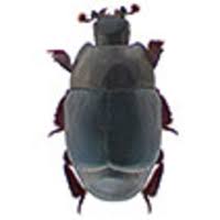 Attēlu rezultāti vaicājumam “Hypocaccus rugiceps”