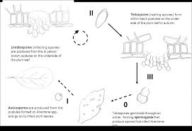 Attēlu rezultāti vaicājumam “Tranzschelia pruni-spinosae spores”