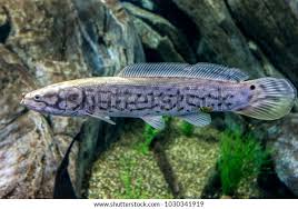 Image result for Amia calva