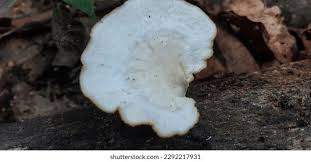 Attēlu rezultāti vaicājumam “Polyporus melanopus”