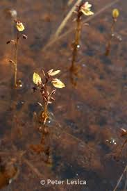 Attēlu rezultāti vaicājumam “Utricularia minor leaf”