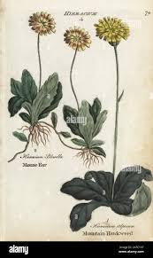 Image result for Hieracium pilosella