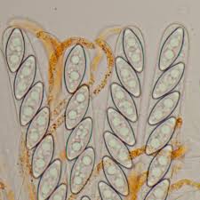 Attēlu rezultāti vaicājumam “Byssonectria fusispora”