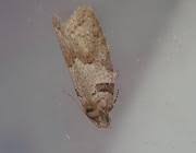 Attēlu rezultāti vaicājumam “Eana incanana”