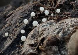 Attēlu rezultāti vaicājumam “Physarum sulphureum”