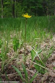 Attēlu rezultāti vaicājumam “Scorzonera humilis bud”