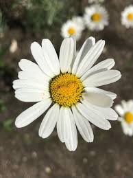 Image result for Leucanthemum vulgare