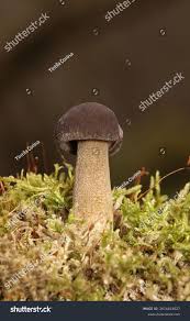 Attēlu rezultāti vaicājumam “Polyporus ciliatus”