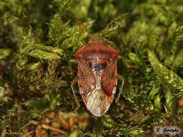 Attēlu rezultāti vaicājumam “Elasmucha grisea”