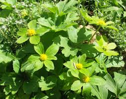 Attēlu rezultāti vaicājumam “Epipactis”