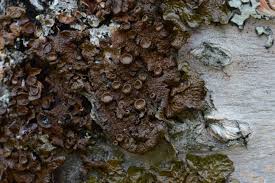 Attēlu rezultāti vaicājumam “Melanohalea olivacea”