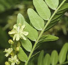 Attēlu rezultāti vaicājumam “Gleditsia triacanthos flower”