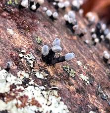 Attēlu rezultāti vaicājumam “Holwaya mucida”