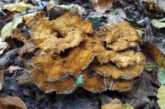 Attēlu rezultāti vaicājumam “Onnia tomentosa”